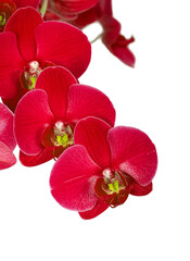 Multiple red orchid flowers on a branch, png isolated on transaprent background
