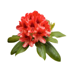 Gardinen Red rhododendron flowers, png isolated on transparent background © paketesama