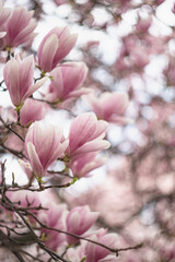 Vertical image of blooming magnolia tree branch. Tender pink flowers with beautiful bokeh. Spring time. Beginning of spring.