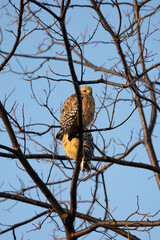 Red-shouldered hawk perched in a tree