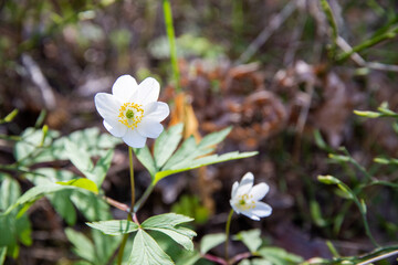 close up of wood anemone in a forest. springtime concept.