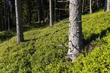 Green blueberry plants in a forest