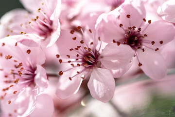 Blossoming apricot with pink flowers closeup. Branch of Japanese Sakura cherry blossoms. Spring time concept. Soft focus, shallow depth of field.