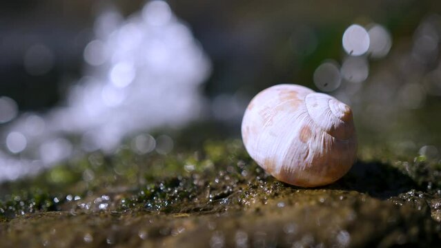 An empty snail house on a mossy bed by a flowing river. Slow motion. 