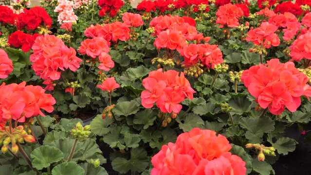 Orange-Red Geraniums flowers close-up (Pelargonium)