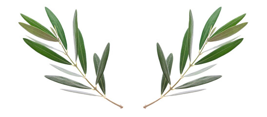 Two olive branch leaves isolated on white background