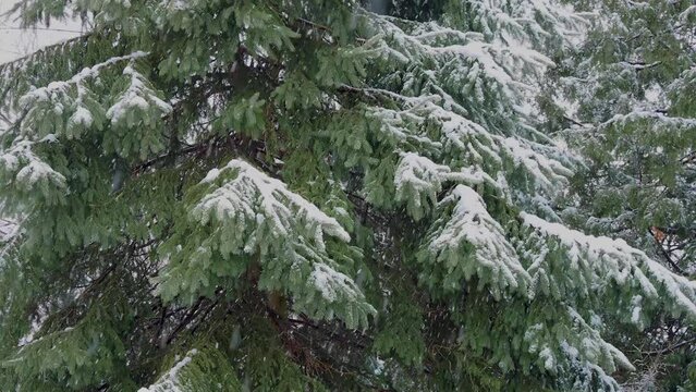 pine tree branches in a snowstorm