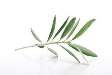 Fresh olive branch leaves isolated on white background