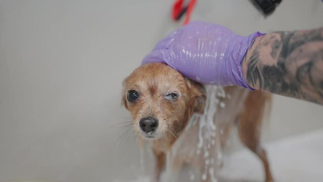 small funny dog in bathroom, owner or groomer is washing pet under shower, washing out flea shampoo