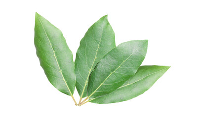 Obraz premium Beautiful group of laurel leaves isolated on white background. Fresh bay leaves. 
