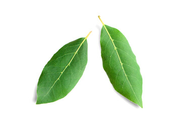 Beautiful laurel leaves isolated on white background. Fresh bay leaves.