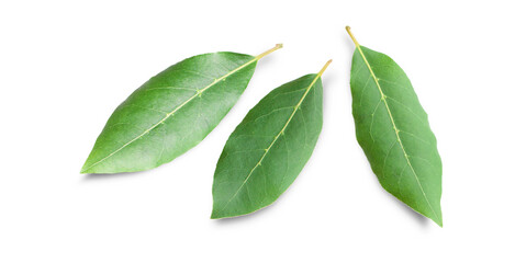 Beautiful laurel leaves isolated on white background. Fresh bay leaves.