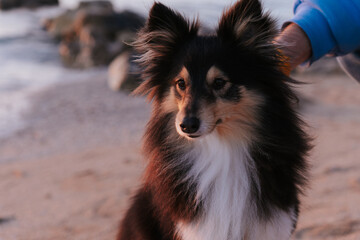 Closeup portrait of tricolor shetland sheepdog on the beach	