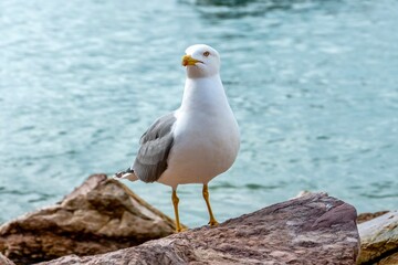 Möwe auf Steinen stehend am Meer.