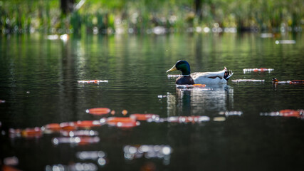 mallard ducks on the green pond
