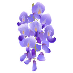 Branch of violet flowers of Westeria, decor element for cards, wallpapers, congratulations, flyers
