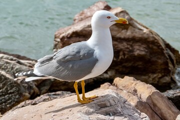 Nahaufnahme einer Möwe auf Steinen stehend am Meer.