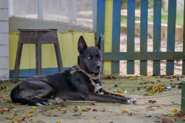 Adult black dog with a blue and brown eye.