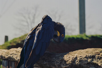 ara hyacinthe  © Matheo