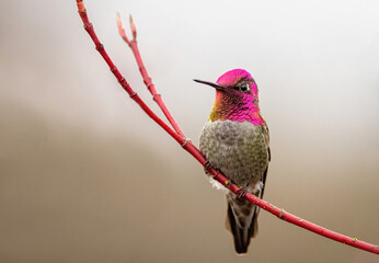 hummingbird on a branch