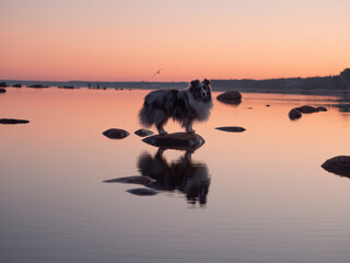 Obraz premium reflection in water
