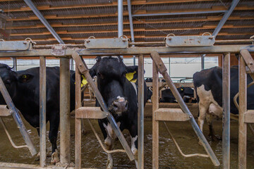 Closeup view of feeding process of friesian breed.