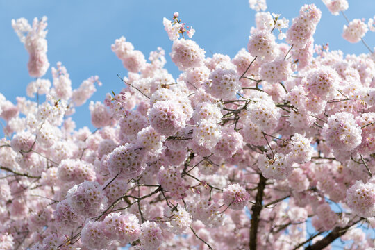 macro photo of sakura blossom in springtime. photo of sakura blossom tree. sakura blossom