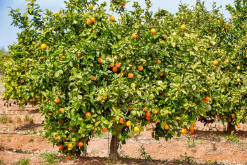Fototapeta na wymiar Harvest Time, Orange Trees in Spain: Fresh Citrus Fruit and Scenic Landscapes