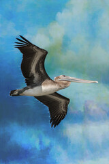 pelican in flight