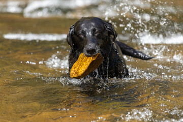 Portrait of a senior black Labrador retrieving a stone from a river
