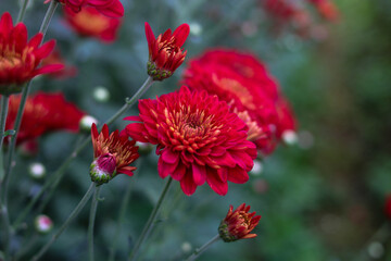 Red Chrysanthemum flowers in full bloom