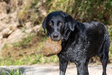 Portrait of a senior black Labrador carrying a big stone