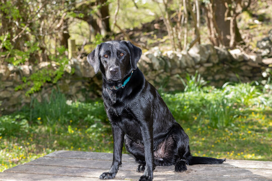 Portrait of a black Labrador sitting on a picnic table