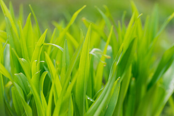 Fototapeta na wymiar Fresh Green Grass CLose up. Spring Seasonal Backdrop.