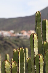 Parque Rural De Teno, ténérife