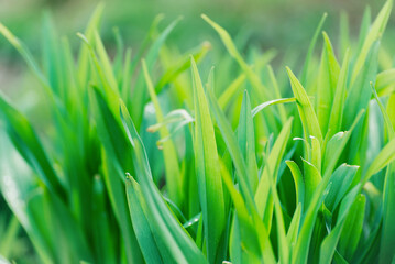 Fresh Green Grass CLose up. Spring Seasonal Backdrop.