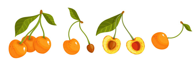 Set of ripe, juicy yellow cherries.Vector graphics.	
