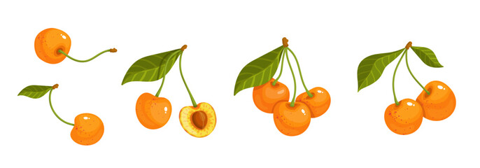 Set of ripe, juicy yellow cherries.Vector graphics.	
