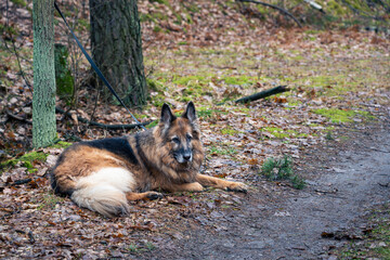 Stary pies przywiązany do drzewa w lesie