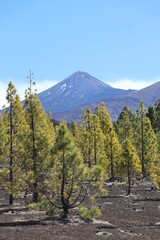 Fototapeta premium Teide, Ténérife