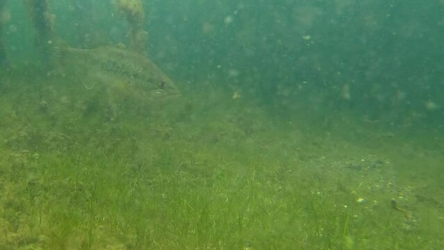 Bass biting worm on hook underwater