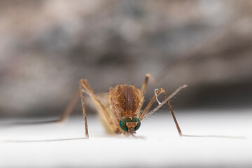 Culex pipiens, commonly referred to as the common house mosquito
