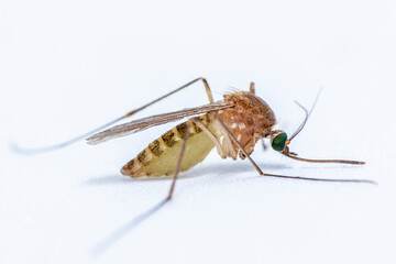Culex pipiens, commonly referred to as the common house mosquito
