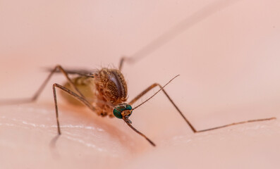 Culex pipiens, commonly referred to as the common house mosquito
