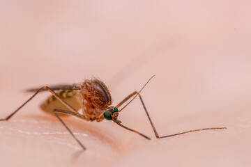 Culex pipiens, commonly referred to as the common house mosquito

