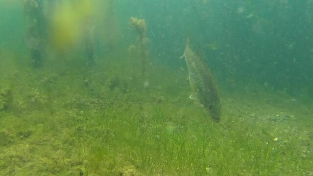 Bass following worm bait underwater