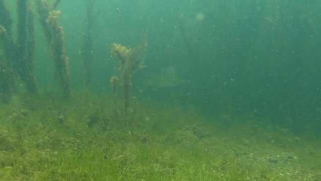 Spawning bass protecting nest from fishing bait