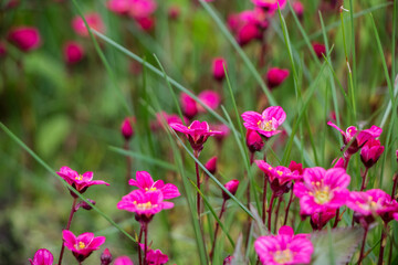 Spring flowers. Blooming pink saxifrage. Natural flower background.
