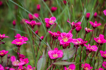Spring flowers. Blooming pink saxifrage. Natural flower background.