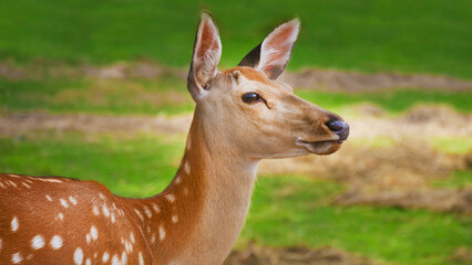 young spotted deer in the grass